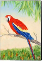 Framed Tropic Bird in Paradise I