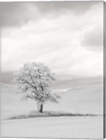 Framed Infrared of Lone Tree in Wheat Field 1