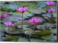 Framed Pink Water Lilies