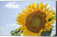 Framed Sunflowers Blooming Near Lavender Fields