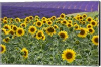 Framed Sunflowers Blooming Near Lavender Fields During Summer