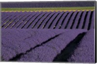 Framed Lavender Fields On Valensole Plain, Provence, Southern France