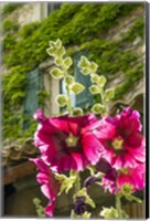 Framed Hollyhocks Flowers Blooming In Provence