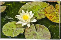 Framed Lily Pad