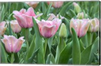 Framed Pink Tulips
