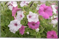 Framed Pink And White Petunias