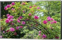 Framed Arbor Of Pink Roses