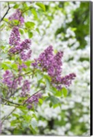 Framed Budding Lilac Bush