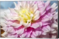 Framed Pink And White Dahlia, Gitts Perfection