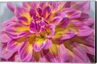 Framed Pink And Yellow Dahlia, Kidd's Climax