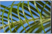 Framed Areca Palm