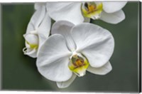 Framed White Orchid