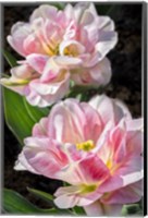 Framed Pink Double Early Tulip