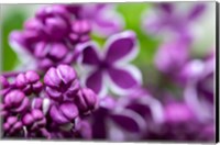 Framed Purple Lilac