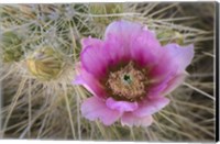 Framed Flowers On Engelmann's Hedgehog Cactus