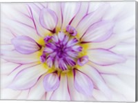 Framed Purple & White Dahlia