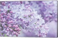 Framed Lilac Close-Up