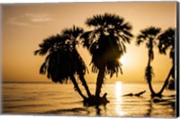 Framed Sunrise On The Beach, Through The Palms