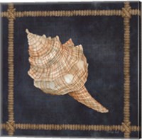 Framed Seashell on Navy IV