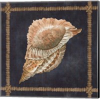 Framed Seashell on Navy VI