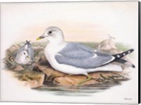 Framed Goulds Coastal Bird VI