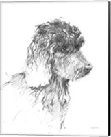 Framed 'Labradoodle Sketch' border=