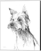 Framed 'Yorkshire Terrier Sketch' border=