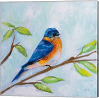 Framed 'Bluebird' border=