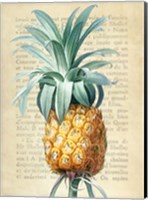 Framed Pineapple, After Redoute
