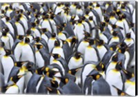 Framed King penguin colony, Antarctica