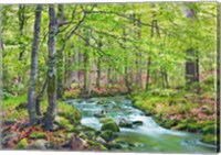 Framed Forest brook through beech forest, Bavaria, Germany