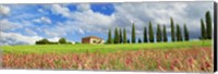 Framed Landscape with cypress alley and sainfoins, San Quirico d'Orcia, Tuscany