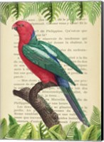 Framed Australian king parrot, After Levaillant
