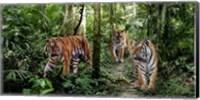 Framed Bengal Tigers (detail)