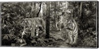 Framed Bengal Tigers (detail, BW)