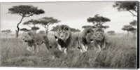 Framed Brothers, Masai Mara, Kenya (detail)