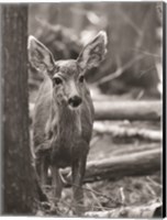 Framed Rocky Mountains Deer