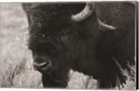 Framed Yellowstone Bison