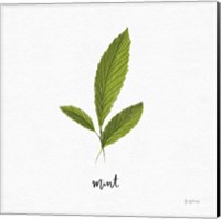 Framed 'Herbs VII White' border=