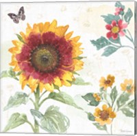 Framed 'Sunflower Splendor VII' border=