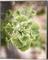 Framed Sprouting Ginkgo II