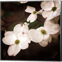 Framed White Dogwood III