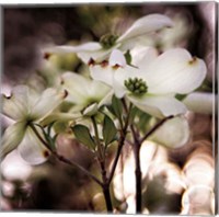 Framed White Dogwood II