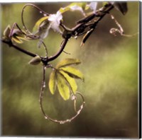 Framed Passion Flower Vine I