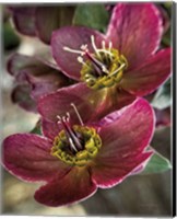 Framed Lenton Rose V