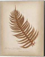 Framed Ferns in Book V Burgundy