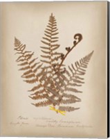 Framed Ferns in Book IV