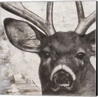 Framed Deer Portrait