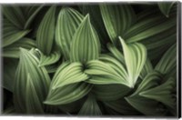 Framed Corn Lily I