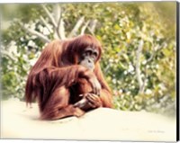 Framed Orangutan